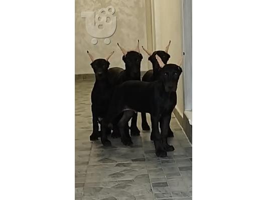 Μελανιστικοί DOBERMANS